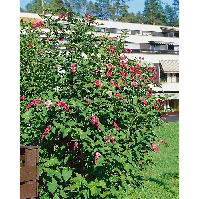 Pflanzen für dich Flieder 60-80 cm - Syringa reflexa - Großer grüner Strauch mit leuchtend pinken und fuchsiafarbenen Blütenclustern, in einem Garten vor einem Gebäude.