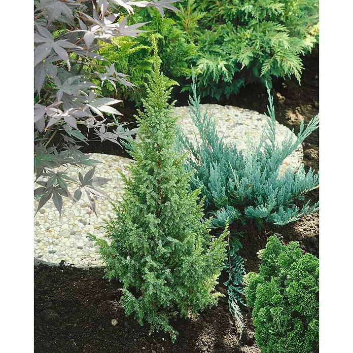 Pflanzen für dich Wacholder 20-25 cm - Juniperus squamata 'Loderi', Aktuelle Wuchshöhe: 20 cm - 25 cm - Konischer immergrüner Strauch mit blaugrünem Laub, umgeben von anderen Gartenpflanzen und Trittsteinen in einer Landschaftsgestaltung.