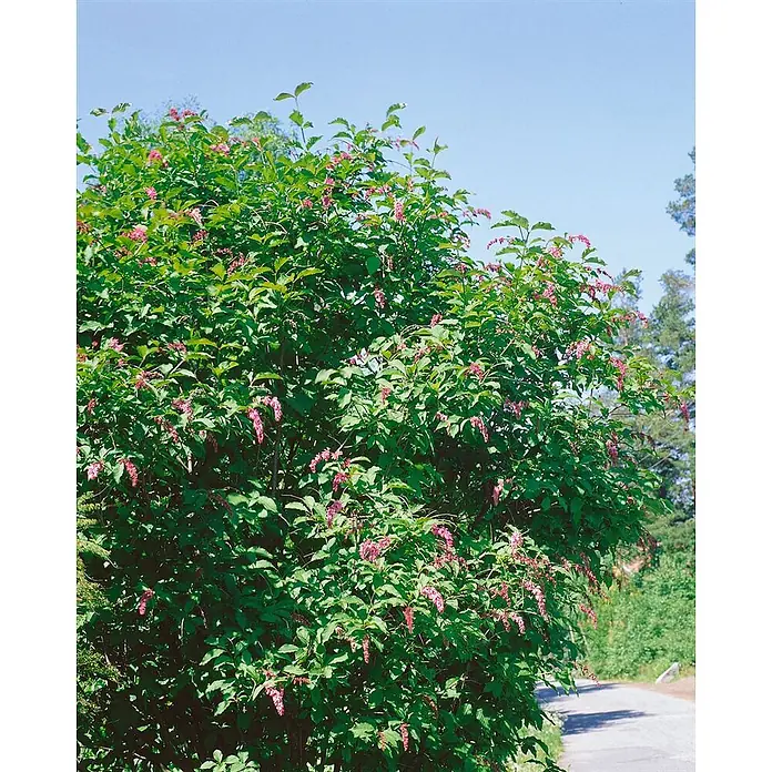 Pflanzen für dich Flieder 60-80 cm - Syringa reflexa - Üppiger grüner Strauch mit zahlreichen hängenden Büscheln rosa Blüten in einer Außenumgebung.