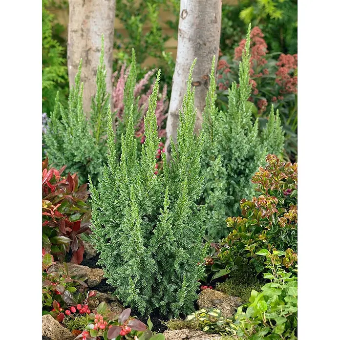 Pflanzen für dich Wacholder 20-25 cm - Juniperus squamata 'Loderi', Aktuelle Wuchshöhe: 20 cm - 25 cm - Kleiner, aufrechter grüner Nadelbaum mit dichtem, federartigem Laub, in einem Gartenbeet zwischen Steinen und anderen Pflanzen.