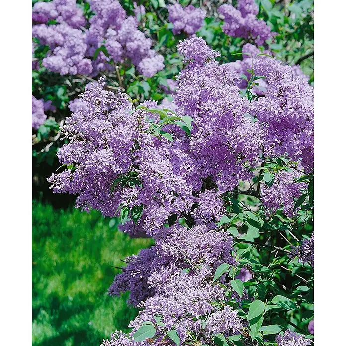 Pflanzen für dich Flieder 60-100 cm - Syringa chinensis - Üppige lila Fliederblüten an einem Busch mit grünen Blättern.