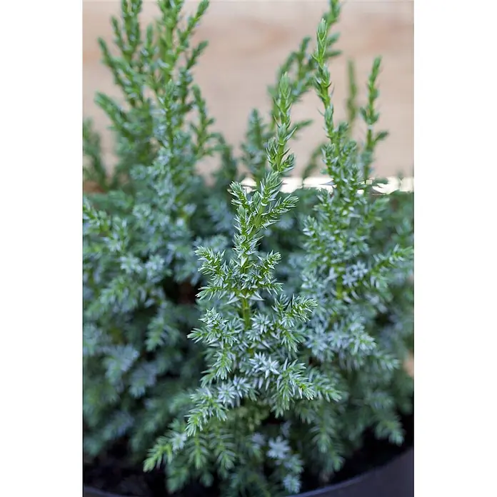 Pflanzen für dich Wacholder 20-25 cm - Juniperus squamata 'Loderi', Aktuelle Wuchshöhe: 20 cm - 25 cm - Üppige grüne Nadelpflanze mit scharfen, mattblauen Nadeln.