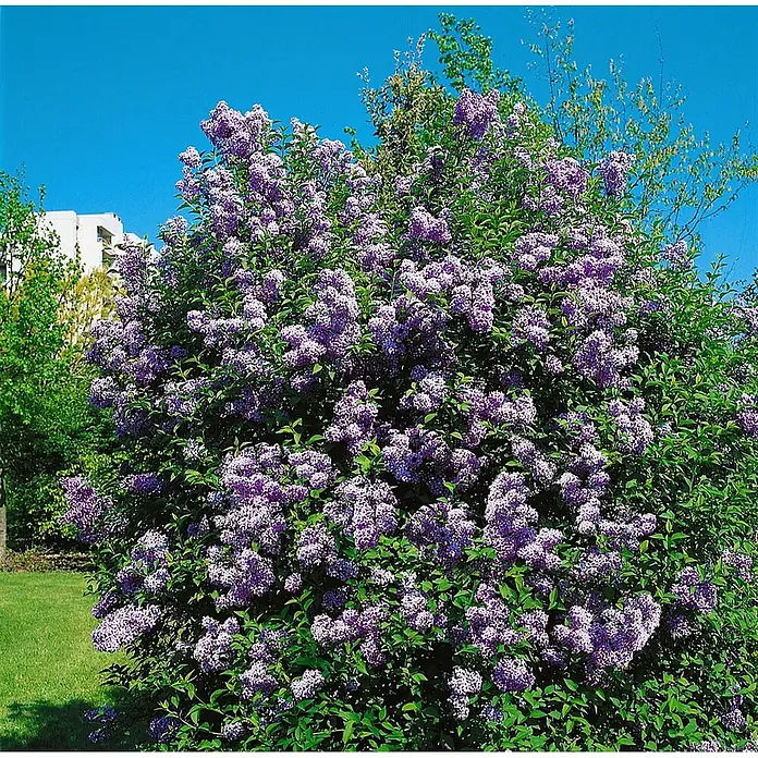 Pflanzen für dich Flieder 60-100 cm - Syringa chinensis - Ein großer, üppiger Fliederbusch voller lila Blüten und grüner Blätter, blühend in einem sonnigen Garten.