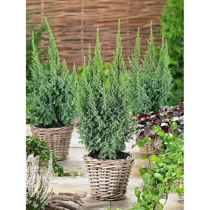 Pflanzen für dich Wacholder 20-25 cm - Juniperus squamata 'Loderi', Aktuelle Wuchshöhe: 20 cm - 25 cm - Grüne Topfkoniferen in geflochtenen Körben als Gartendekoration.