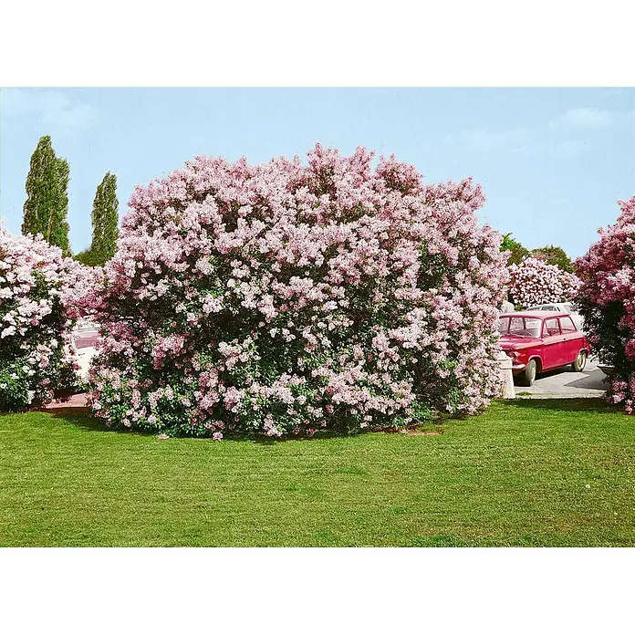 Pflanzen für dich Flieder 60-100 cm - Syringa chinensis - Großer rosa Fliederbusch in voller Blüte, mit einem roten Auto und grünen Bäumen im Hintergrund unter klarem blauem Himmel.