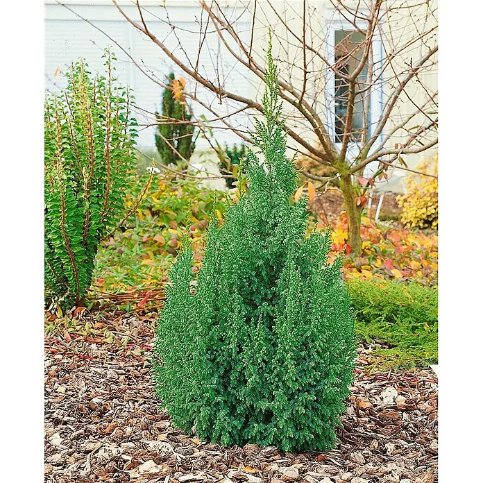 Pflanzen für dich Wacholder 20-25 cm - Juniperus squamata 'Loderi', Aktuelle Wuchshöhe: 20 cm - 25 cm - Ein kompakter, grüner Nadelstrauch mit aufrechter, konischer Form, in einem gemulchten Gartenbeet gepflanzt.