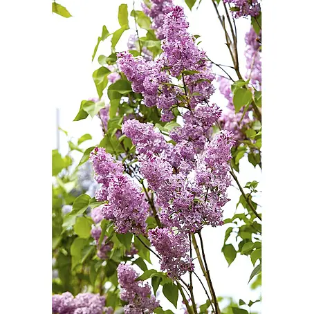 Pflanzen für dich  Flieder 60-100 cm