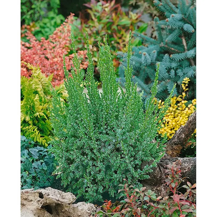 Pflanzen für dich Wacholder 20-25 cm - Juniperus squamata 'Loderi', Aktuelle Wuchshöhe: 20 cm - 25 cm - Ein dichter, leuchtend grüner immergrüner Strauch, der in einem Garten gedeiht.