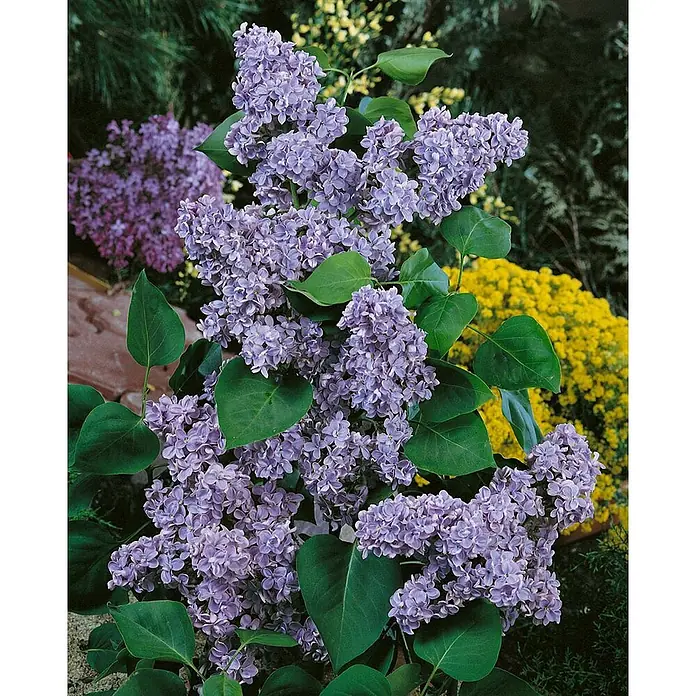 Pflanzen für dich Flieder 60-80 cm - Syringa vulgaris 'Katharine Havemeyer' - Violette Fliederblüten mit grünen Blättern an einem Strauch in einem Garten.