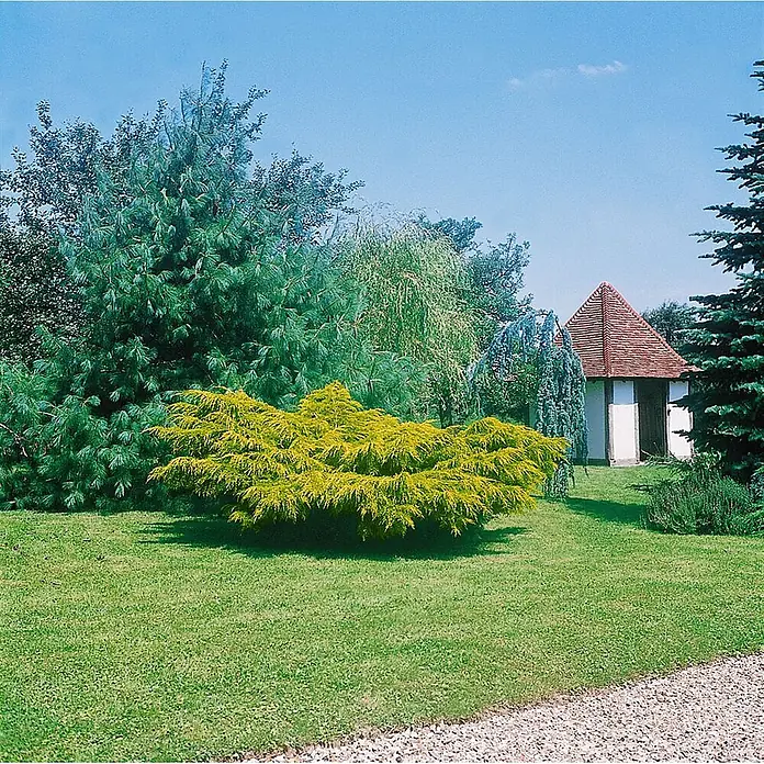 Pflanzen für dich Wacholder 40-50 cm - Juniperus × media 'Pfitzeriana Aurea', Aktuelle Wuchshöhe: 40 cm - 50 cm - Ein leuchtend gelber Nadelstrauch in einem grünen Garten mit Bäumen, kleinem Gebäude und einem Kiesweg.