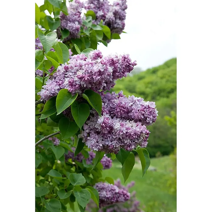 Pflanzen für dich Flieder 60-80 cm - Syringa vulgaris 'Katharine Havemeyer' - Blühende Fliederblüten in Lila- und Weißtönen mit grünen Blättern.