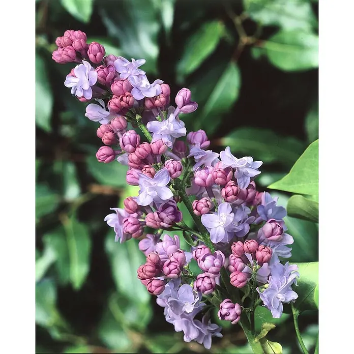 Pflanzen für dich Flieder 60-80 cm - Syringa vulgaris 'Katharine Havemeyer' - Ein blühender Fliederzweig mit hellvioletten geöffneten Blüten und dunkelrosa Knospen.