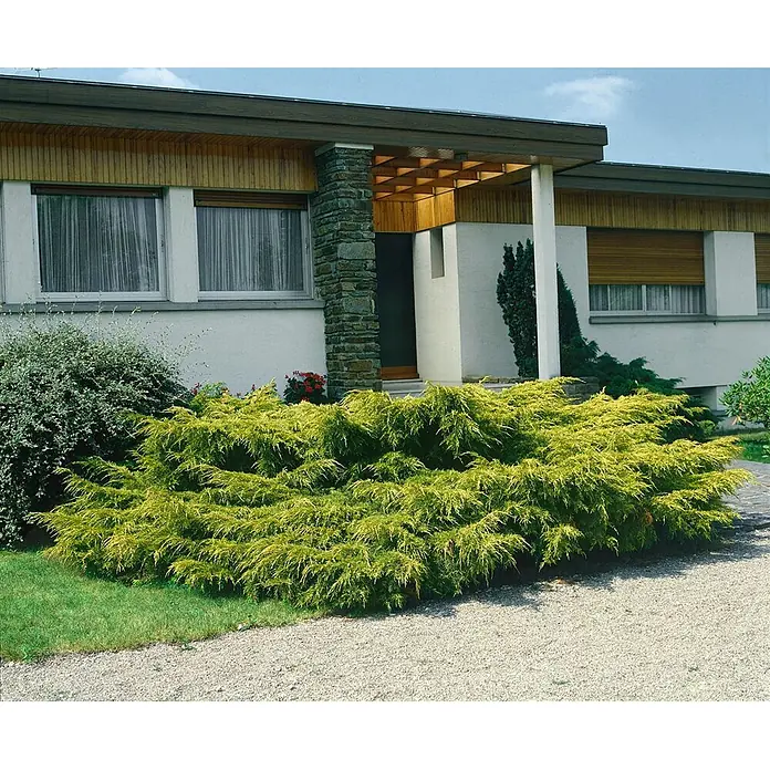 Pflanzen für dich Wacholder 40-50 cm - Juniperus × media 'Pfitzeriana Aurea', Aktuelle Wuchshöhe: 40 cm - 50 cm - Leuchtend gelbgrüner Wacholderbusch vor einem modernen Haus, der sein dichtes, ausladendes Laub zeigt.