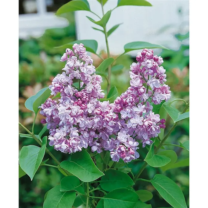 Pflanzen für dich Flieder 60-80 cm - Syringa vulgaris 'Katharine Havemeyer' - Zwei Rispen zarter lavendelfarbener Fliederblüten mit grünen Blättern.