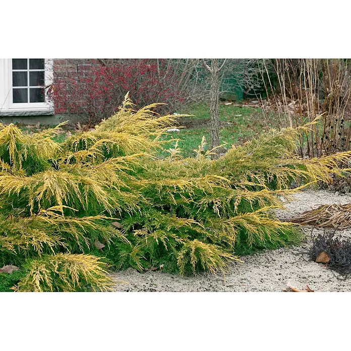 Pflanzen für dich Wacholder 40-50 cm - Juniperus × media 'Pfitzeriana Aurea', Aktuelle Wuchshöhe: 40 cm - 50 cm - Goldspitziger grüner Wacholderbusch in einem Garten.