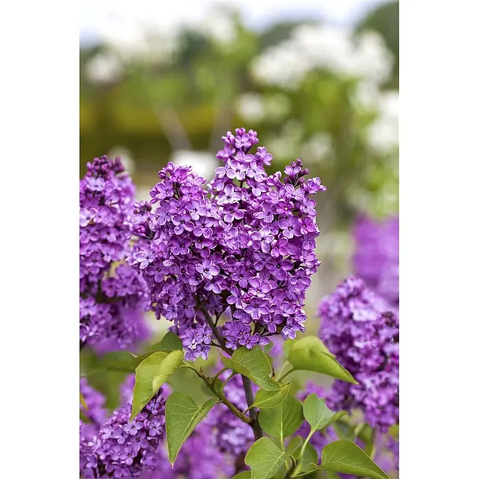 Pflanzen für dich Flieder 60-80 cm - Syringa vulgaris 'Katharine Havemeyer' - Leuchtend violette Fliederblüten an einem Busch mit grünen Blättern.