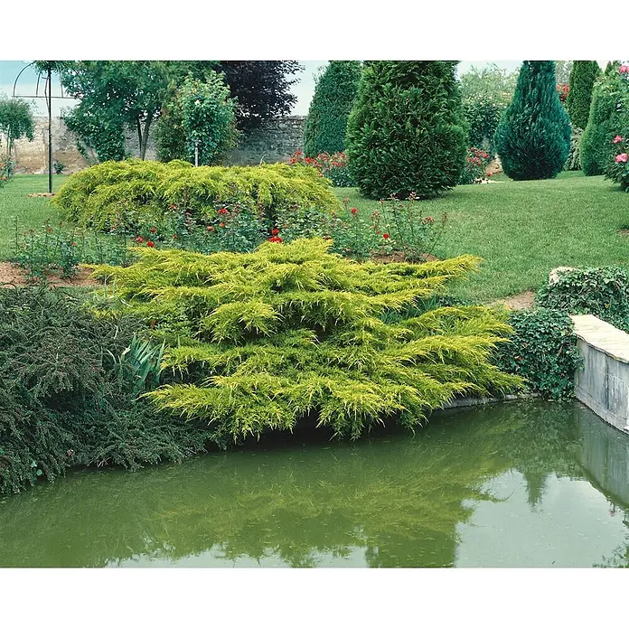 Pflanzen für dich Wacholder 40-50 cm - Juniperus × media 'Pfitzeriana Aurea', Aktuelle Wuchshöhe: 40 cm - 50 cm - Eine leuchtend gelb-grüne, ausladende Wacholderpflanze, die über den Rand eines grünen Teiches in einem üppigen Garten hängt.