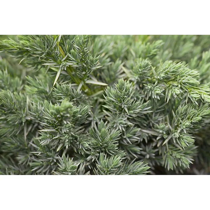 Pflanzen für dich Gemeiner Wacholder 60-80 cm - Juniperus communis 'Meyer', Aktuelle Wuchshöhe: 60 cm - 80 cm - Dichtes, stacheliges blaugrünes Nadelwerk einer Zier-Konifere oder Wacholderpflanze.
