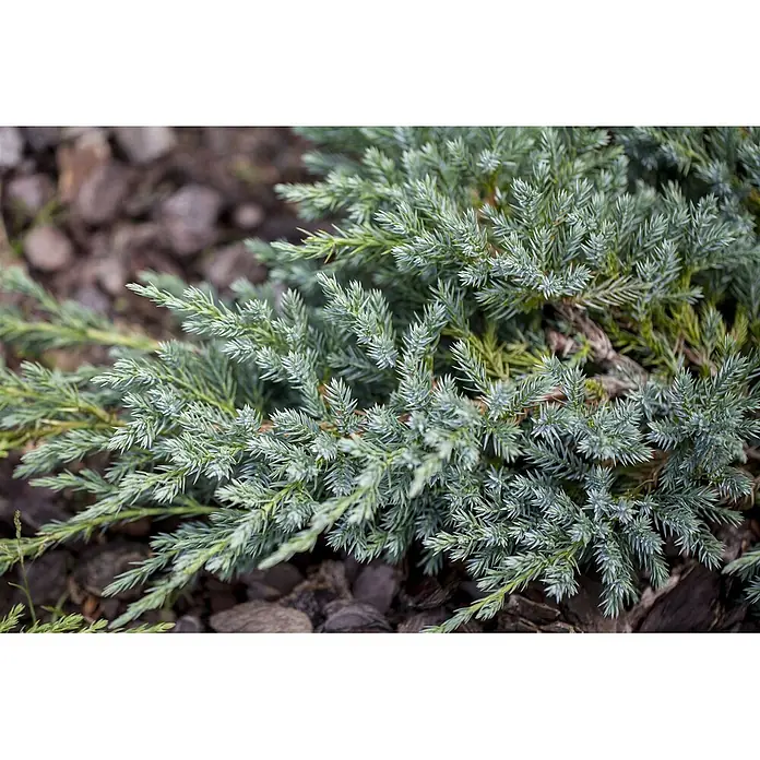 Pflanzen für dich Kriechwacholder 15-20 cm - Juniperus squamata 'Blue Carpet' - Üppiger blaugrüner Wacholder mit spitzen Nadeln als lebendiger Bodendecker im Garten.