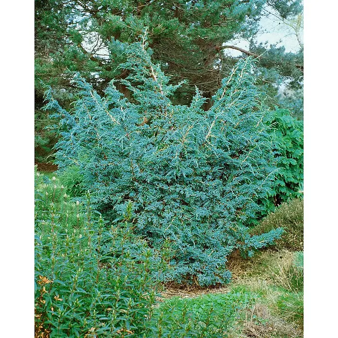 Pflanzen für dich Wacholder 20-30 cm - Juniperus squamata 'Meyeri', Aktuelle Wuchshöhe: 20 cm - 30 cm - Nahaufnahme eines lebhaften blaugrünen Nadelgehölzes, wahrscheinlich ein Wacholder, in einer Gartenumgebung.