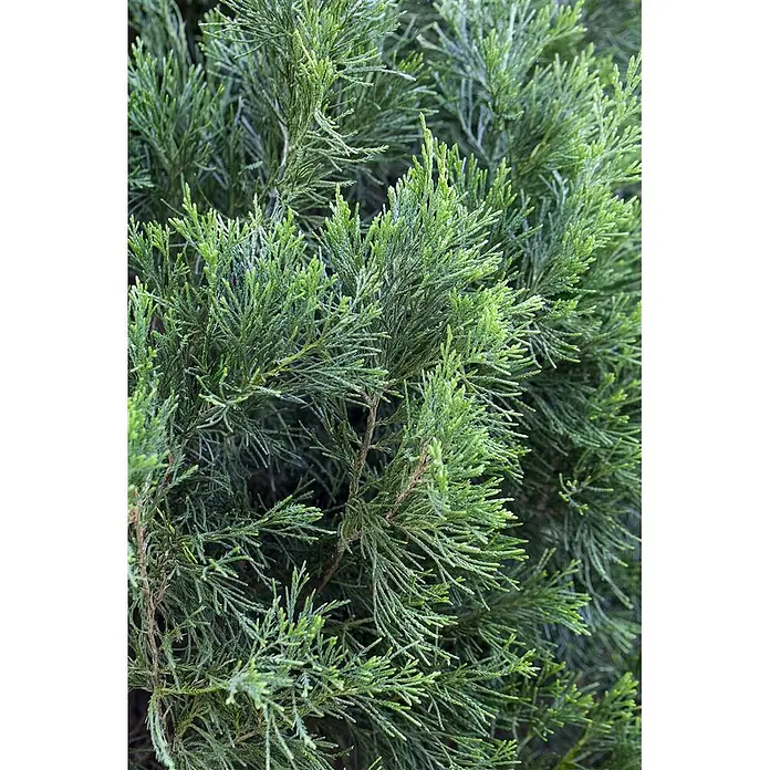 Pflanzen für dich Wacholder 125-150 cm - Juniperus chinensis 'Spartan', Aktuelle Wuchshöhe: 125 cm - 150 cm - Dichtes, leuchtend grünes Nadelgehölz mit texturierten, schuppenförmigen Blättern.
