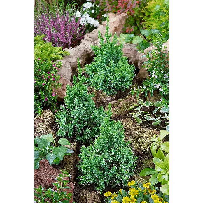 Pflanzen für dich Wacholder 20-30 cm - Juniperus squamata 'Meyeri', Aktuelle Wuchshöhe: 20 cm - 30 cm - Kleine grüne Wacholderbüsche in einer dekorativen Gartenanordnung.