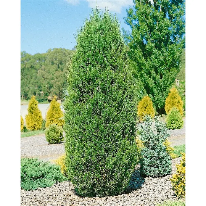 Pflanzen für dich Wacholder 125-150 cm - Juniperus chinensis 'Spartan', Aktuelle Wuchshöhe: 125 cm - 150 cm - Hoher, säulenförmiger grüner Nadelbaum in einem Garten mit Rindenmulch.