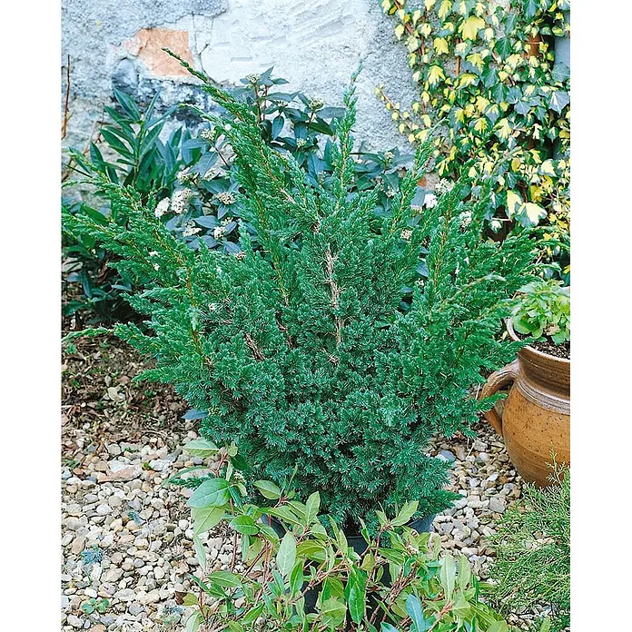 Pflanzen für dich Wacholder 20-30 cm - Juniperus squamata 'Meyeri', Aktuelle Wuchshöhe: 20 cm - 30 cm - Ein kompakter, blaugrüner Koniferenstrauch in einem dunklen Topf auf Kies, umgeben von anderen Gartenpflanzen und einer Steinwand.