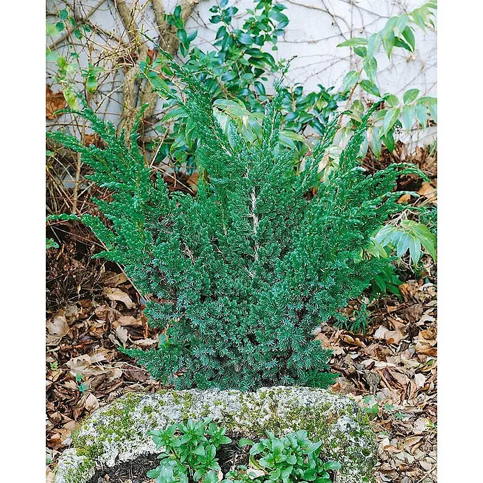 Pflanzen für dich Wacholder 20-30 cm - Juniperus squamata 'Meyeri', Aktuelle Wuchshöhe: 20 cm - 30 cm - Kompakter grüner Nadelbaum im Garten, umgeben von Herbstlaub und einem moosigen Stein.