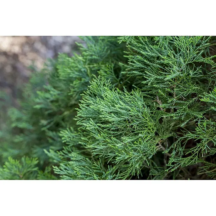 Pflanzen für dich Wacholder 125-150 cm - Juniperus chinensis 'Spartan', Aktuelle Wuchshöhe: 125 cm - 150 cm - Leuchtend grünes Koniferenlaub mit feinen, federartigen Zweigen, das seine dichte Textur zeigt.