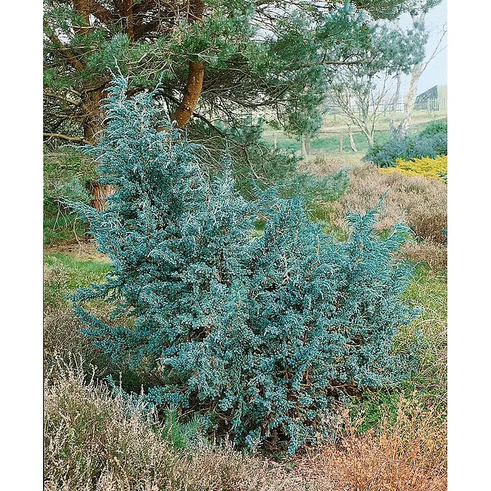 Pflanzen für dich Wacholder 20-30 cm - Juniperus squamata 'Meyeri', Aktuelle Wuchshöhe: 20 cm - 30 cm - Blaugrüner Wacholderbusch in einer natürlichen Gartenlandschaft, umgeben von anderen Pflanzen und Bäumen.