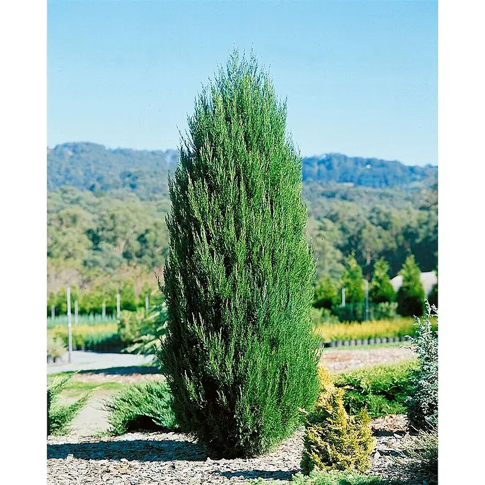 Pflanzen für dich Wacholder 125-150 cm - Juniperus chinensis 'Spartan', Aktuelle Wuchshöhe: 125 cm - 150 cm - Hohe, schlanke grüne Säulenkonifere in einer Gärtnerei im Freien.