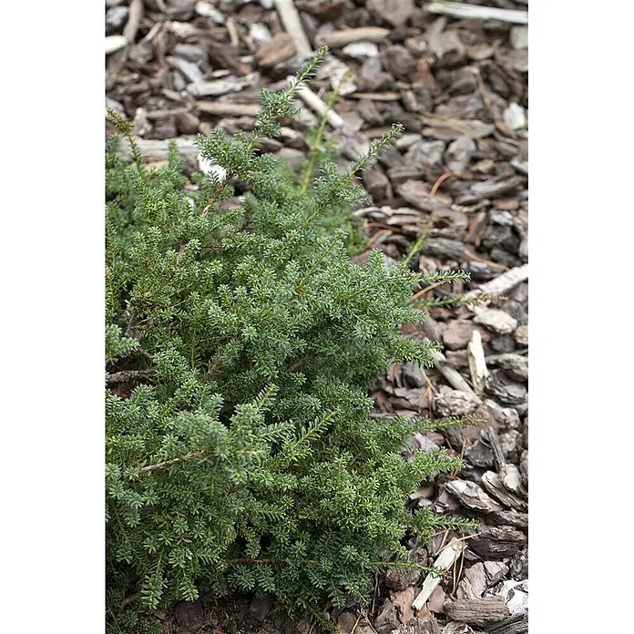 Pflanzen für dich Wacholder 30-40 cm - Podocarpus lawrencei 'Blue Gem', Aktuelle Wuchshöhe: 30 cm - 40 cm - Dichter grüner Strauch mit kleinen Blättern, wachsend auf Rindenmulch.