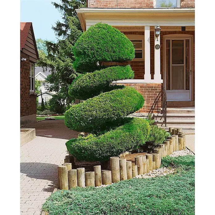Pflanzen für dich Wacholder 125-150 cm - Juniperus chinensis 'Spartan', Aktuelle Wuchshöhe: 125 cm - 150 cm - Ein akkurat geschnittener, spiralförmiger Formschnitt-Busch in einem Gartenbeet, der den Hauseingang schmückt.