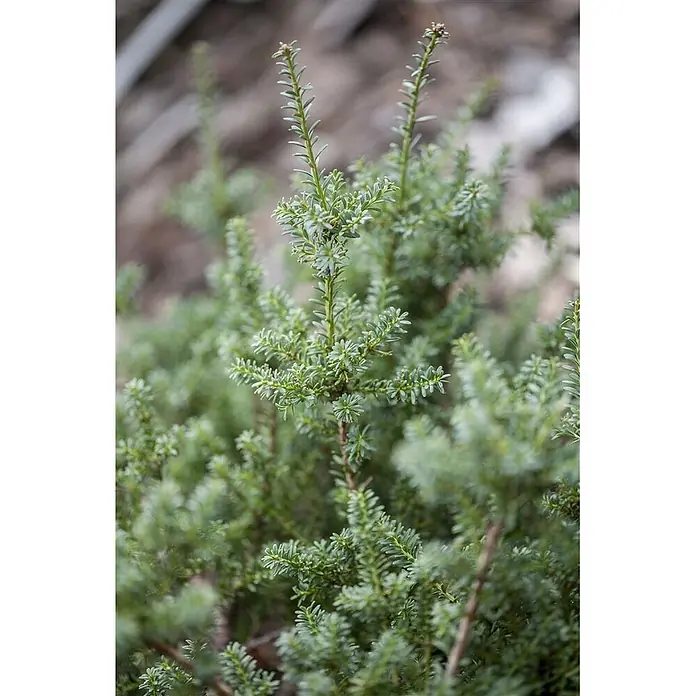 Pflanzen für dich Wacholder 30-40 cm - Podocarpus lawrencei 'Blue Gem', Aktuelle Wuchshöhe: 30 cm - 40 cm - Nahaufnahme eines leuchtend grünen, immergrünen Strauchs mit kleinen, dichten nadelartigen Blättern.
