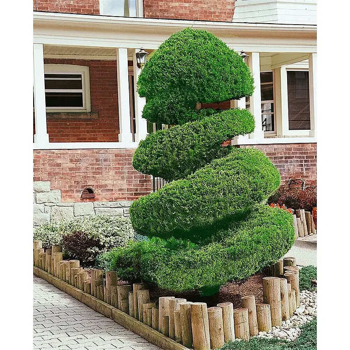 Pflanzen für dich Wacholder 125-150 cm - Juniperus chinensis 'Spartan', Aktuelle Wuchshöhe: 125 cm - 150 cm - Ein hoher, spiralförmiger grüner Formschnittbaum in einem Gartenbeet vor einem Backsteinhaus, von kurzen Holzstämmen umrahmt.