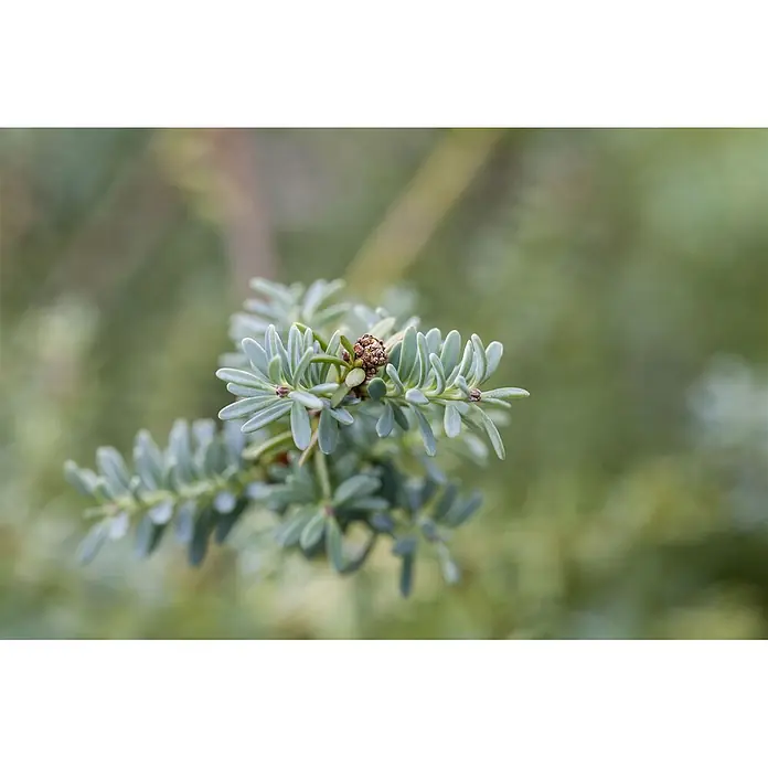 Pflanzen für dich Wacholder 30-40 cm - Podocarpus lawrencei 'Blue Gem', Aktuelle Wuchshöhe: 30 cm - 40 cm - Nahaufnahme eines Nadelbaumzweigs mit blaugrünen, abgeflachten Nadeln und einer kleinen braunen Knospe.