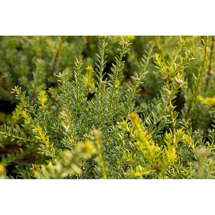 Pflanzen für dich Wacholder 30-40 cm - Podocarpus lawrencei 'Blue Gem', Aktuelle Wuchshöhe: 30 cm - 40 cm - Kräftig grüne buschige Pflanze mit kleinen, länglichen Blättern.