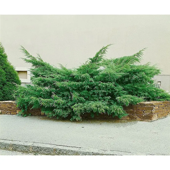Pflanzen für dich Wacholder 20-30 cm - Juniperus × pfitzeriana 'Mint Julep', Aktuelle Wuchshöhe: 20 cm - 30 cm - Ein lebhaft grüner, ausladender Wacholderstrauch mit spitzem Laub, gepflanzt in einem rustikalen Steinbeet vor einer hellen Gebäudewand.
