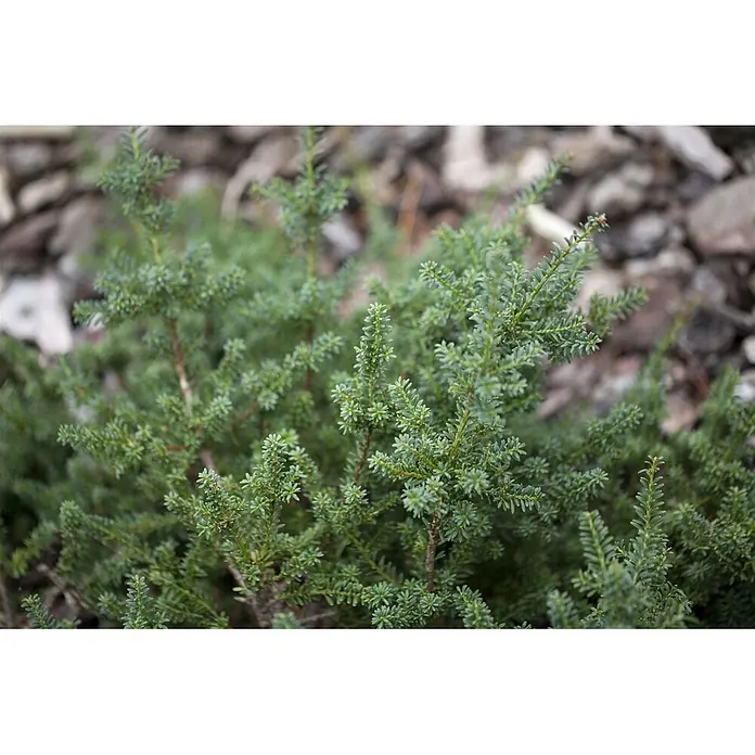 Pflanzen für dich Wacholder 30-40 cm - Podocarpus lawrencei 'Blue Gem', Aktuelle Wuchshöhe: 30 cm - 40 cm - Dichter immergrüner Strauch mit kleinen, bläulich-grünen Blättern und feiner Textur.