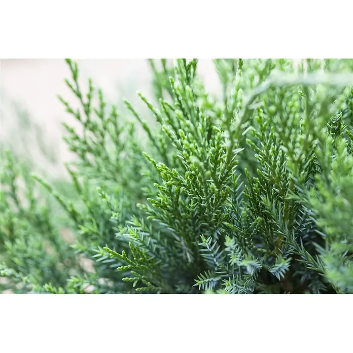 Pflanzen für dich Wacholder 30-40 cm - Juniperus × pfitzeriana 'Mint Julep', Aktuelle Wuchshöhe: 30 cm - 40 cm - Nahaufnahme von grünem Nadelgehölz mit kleinen, spitzen Blättern.