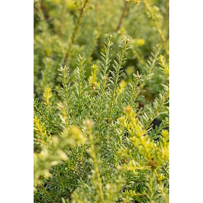 Pflanzen für dich Wacholder 30-40 cm - Podocarpus lawrencei 'Blue Gem', Aktuelle Wuchshöhe: 30 cm - 40 cm - Kräftig grünes Laub mit schlanken, dicht gepackten Blättern und helleren neuen Trieben.