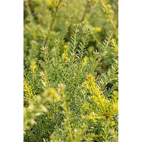 Pflanzen für dich  Wacholder 30-40 cm