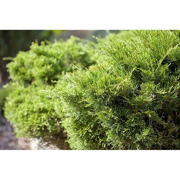 Pflanzen für dich Wacholder 30-40 cm - Juniperus × pfitzeriana 'Mint Julep', Aktuelle Wuchshöhe: 30 cm - 40 cm - Dichtes, leuchtend grünes Laub eines gesunden Strauchs.