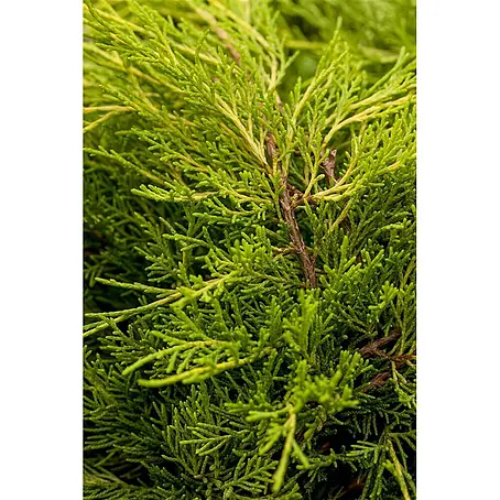 Pflanzen für dich  Wacholder 15-20 cm