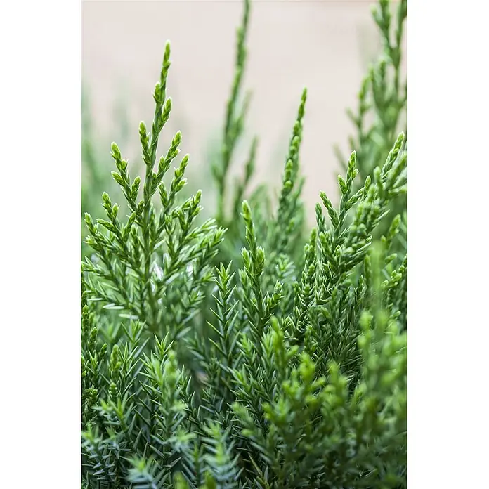 Pflanzen für dich Wacholder 30-40 cm - Juniperus × pfitzeriana 'Mint Julep', Aktuelle Wuchshöhe: 30 cm - 40 cm - Nahaufnahme von leuchtend grünem, frischem Koniferenlaub mit nadelförmigen Blättern.