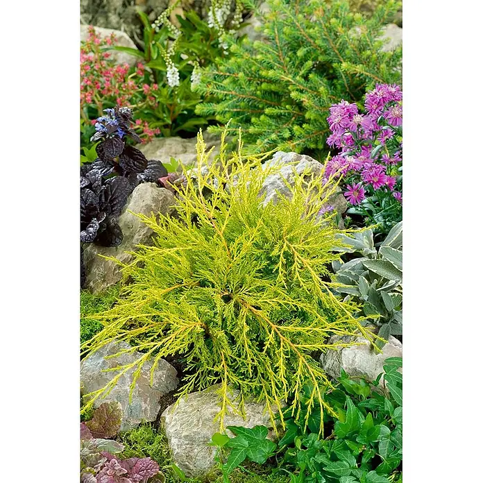 Pflanzen für dich Wacholder 25-30 cm - Juniperus media 'Old Gold', Aktuelle Wuchshöhe: 25 cm - 30 cm - Sonnengelb-grüner Nadelbaum im Steingarten.