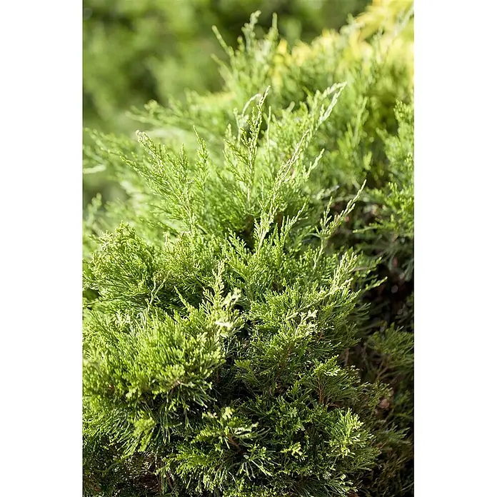 Pflanzen für dich Wacholder 30-40 cm - Juniperus × pfitzeriana 'Mint Julep', Aktuelle Wuchshöhe: 30 cm - 40 cm - Leuchtend grünes, dichtes Nadelgehölz eines Koniferenstrauchs.