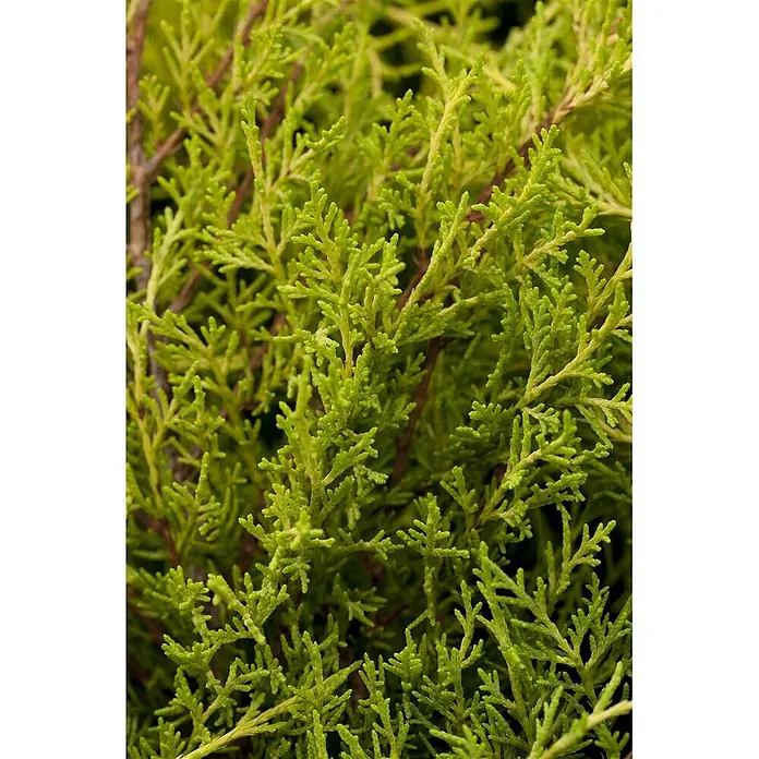 Pflanzen für dich Wacholder 25-30 cm - Juniperus media 'Old Gold', Aktuelle Wuchshöhe: 25 cm - 30 cm - Helles, fein strukturiertes, dichtes immergrünes Laub mit schuppigen Nadeln.