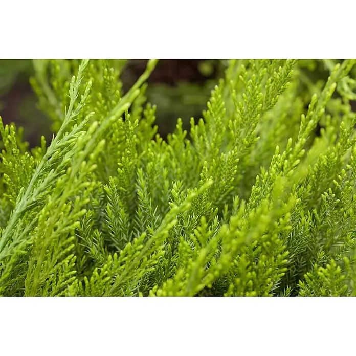 Pflanzen für dich Wacholder 30-40 cm - Juniperus × pfitzeriana 'Mint Julep', Aktuelle Wuchshöhe: 30 cm - 40 cm - Helles, dichtes, nadelförmiges Laub einer Konifere.